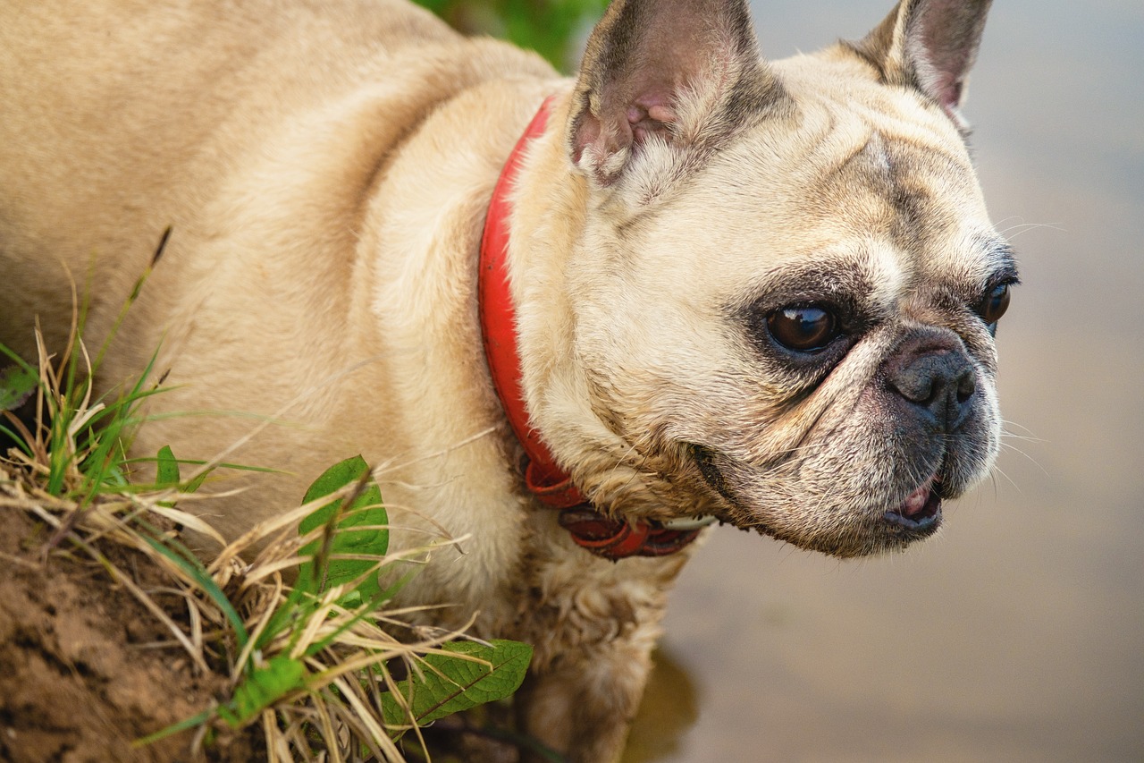 a small dog standing next to a body of water, shutterstock, process art, evil pug, closeup 4k, french bulldog, uhd candid photo of dirty