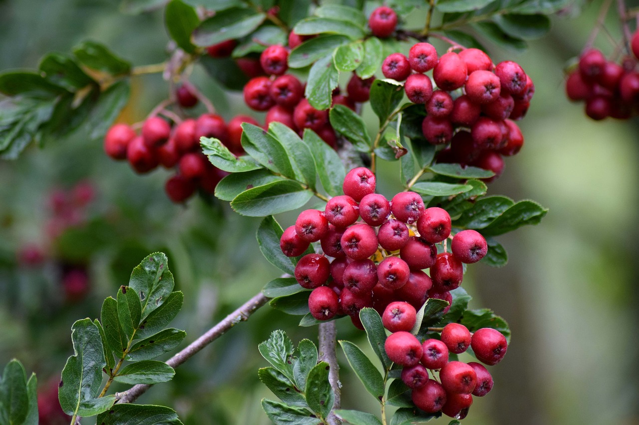 a close up of a bunch of berries on a tree, a portrait, by Robert Brackman, trending on pixabay, hurufiyya, clathrus - ruber, 1 6 x 1 6, wild foliage, hedges