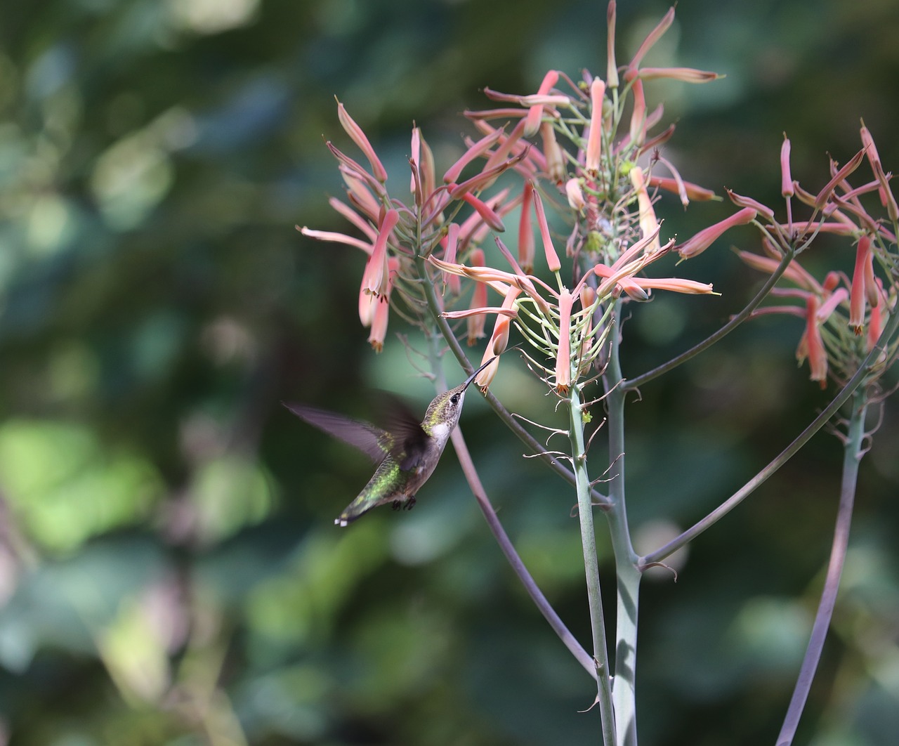 a small bird sitting on top of a plant, hurufiyya, hummingbird, with long thin antennae, high res photo