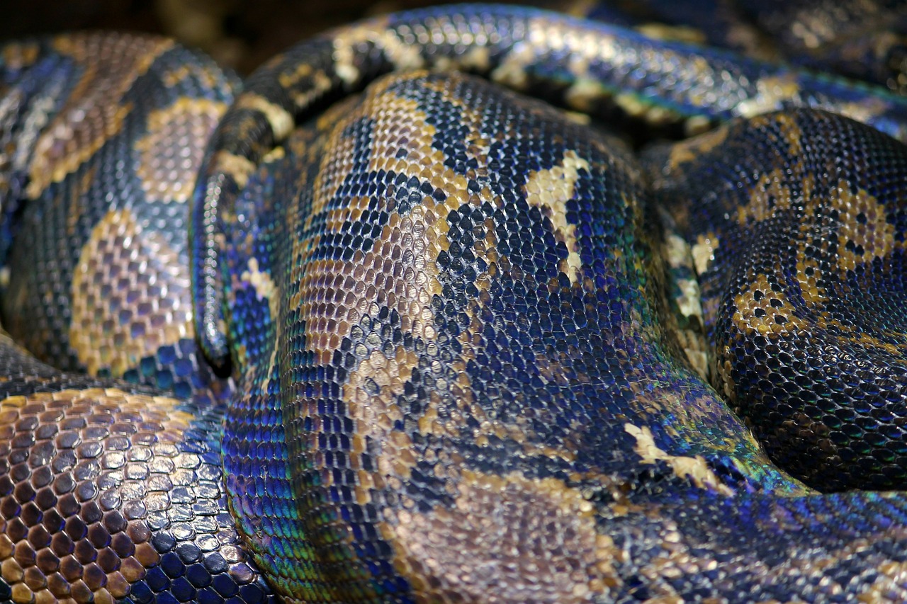 a close up of a blue and yellow snake, by Matija Jama, flickr, photorealism, shed iridescent snakeskin, blue chrome top hippo body, dark blue skin, camera looking down into the maw