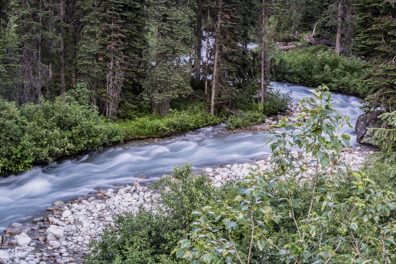 a river running through a lush green forest, a portrait, by Arnie Swekel, shutterstock, process art, wyoming, white water, summer evening, long exposure photo