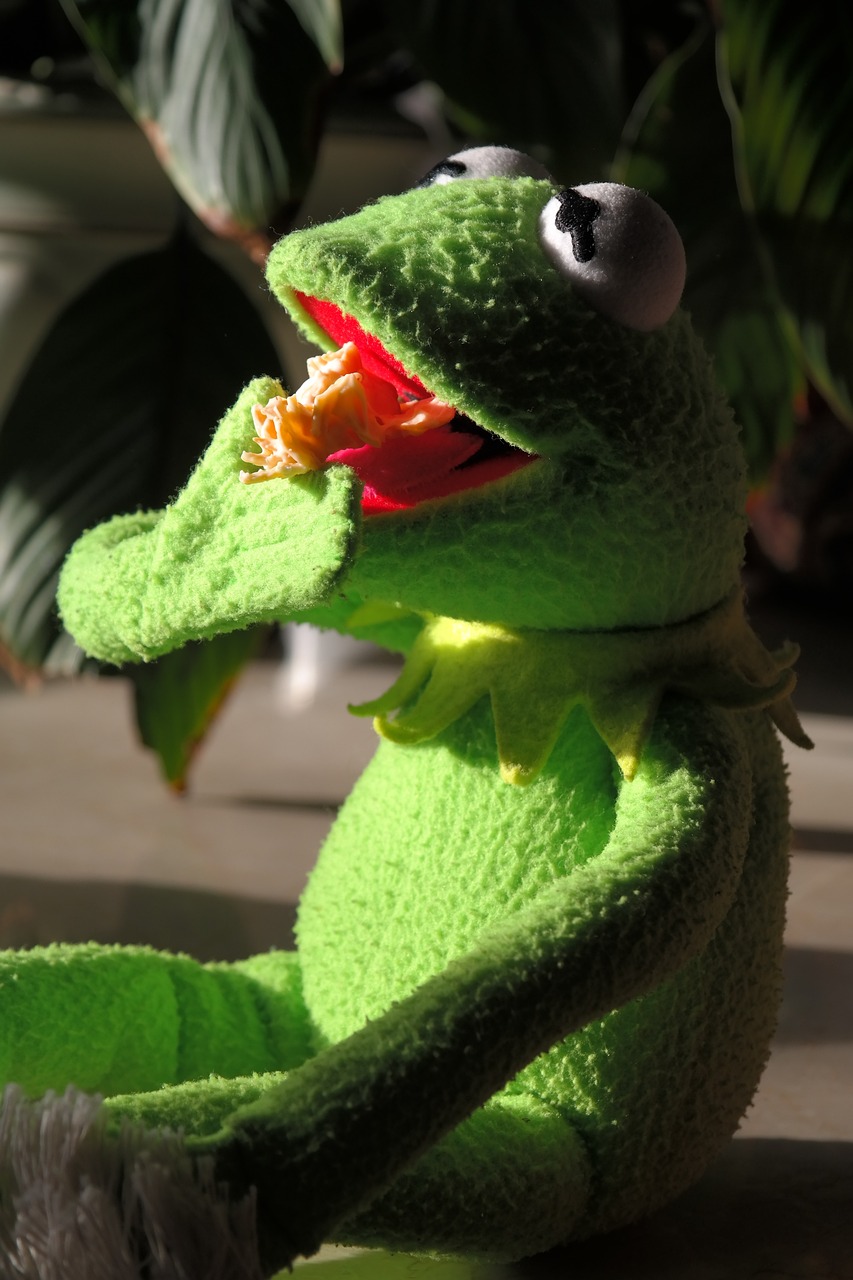 a close up of a stuffed animal on a table, inspired by Pál Böhm, pexels, kermit, eating, the mouth a bit open, 3 4 5 3 1
