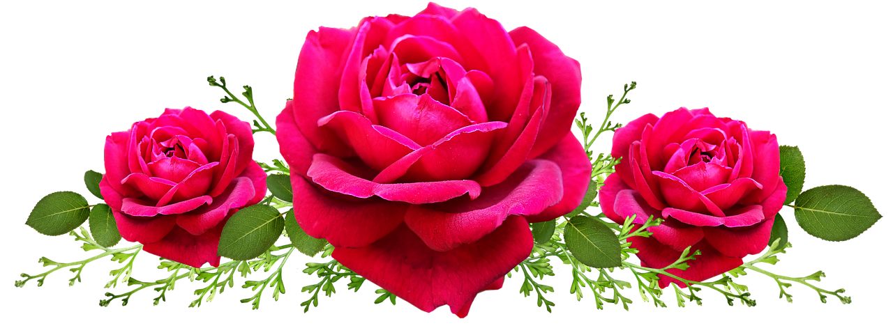 three red roses with green leaves on a black background, a digital rendering, pixabay, romanticism, beautiful flower, pink rosa, watch photo