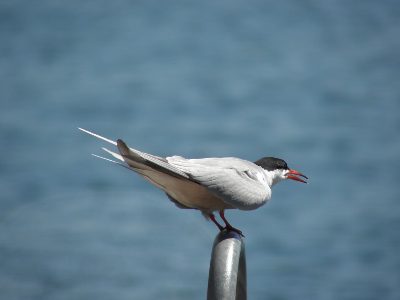 a bird sitting on top of a metal pole, by Robert Brackman, flickr, arabesque, red-eyed, white neck visible, on the bow, stern look