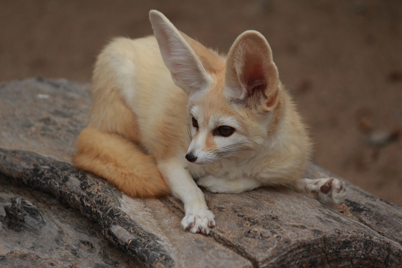 a close up of a small dog laying on a rock, hurufiyya, fennec fox animal, full - length photo