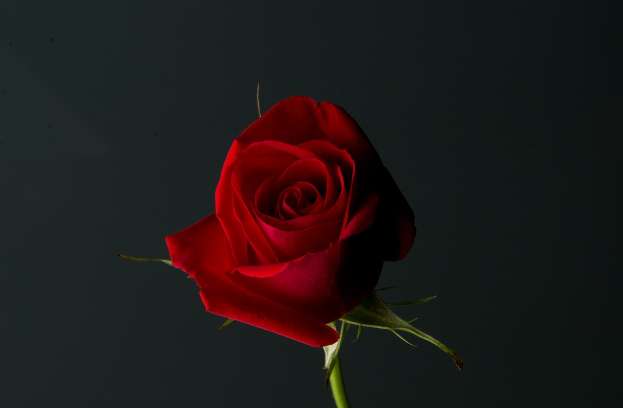 a single red rose against a black background, a picture, beautiful flower, wide screenshot, true love, asao urata