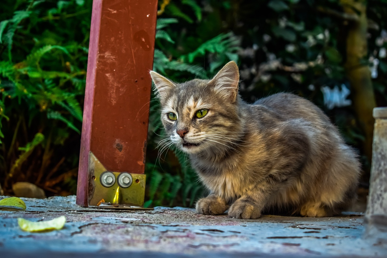 a cat that is sitting on the ground, by Ivan Grohar, pixabay contest winner, photorealism, hiding behind obstacles, pillar, golden eyes, f / 1. 9 6. 8 1 mm iso 4 0