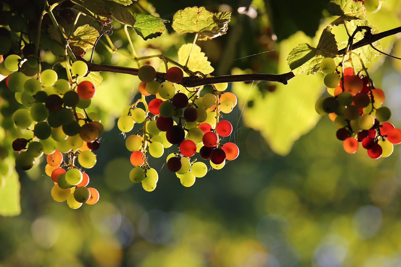 a bunch of red and green grapes hanging from a tree, bauhaus, beautiful glowing backlit, bokeh in the background only, summer morning, istockphoto