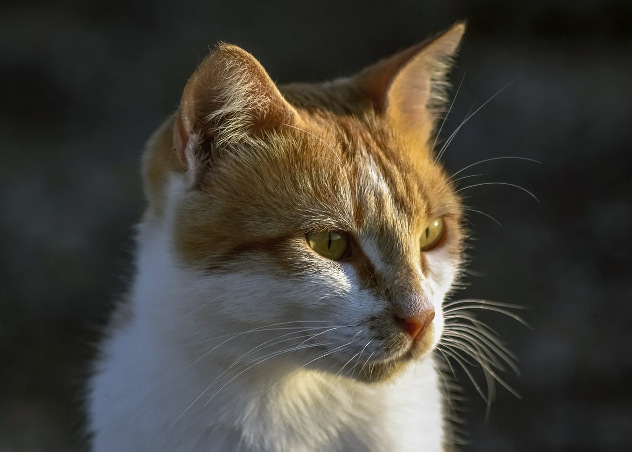 a close up of a cat with a blurry background, a portrait, backlit golden hour, white and orange, very very high detailed, scarlet