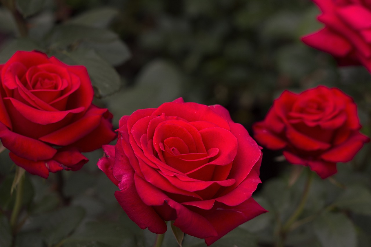 a group of red roses sitting next to each other, a portrait, 2 0 0 mm focus, aleksander rostov, high quality product image”