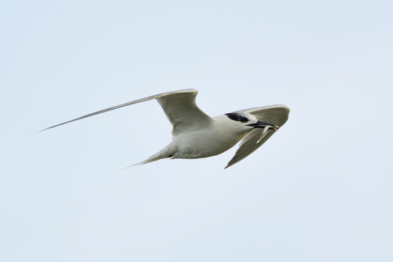 a bird that is flying in the sky, a portrait, by Paul Bird, flickr, hurufiyya, with a long white, scimitar, fish flying over head, derek ridgers