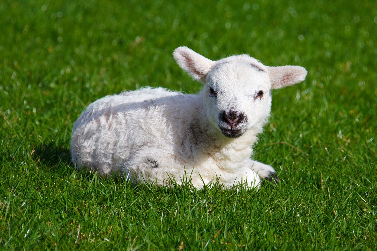 a white lamb laying on top of a lush green field, aaaaaaaaaaaaaaaaaaaaaa, while smiling for a photograph, warm sunshine, no cropping