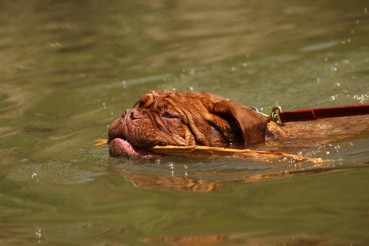 a dog in the water with a stick in it's mouth, by Jan Tengnagel, flickr, renaissance, wrinkly, asleep, hot summer day, huge chin