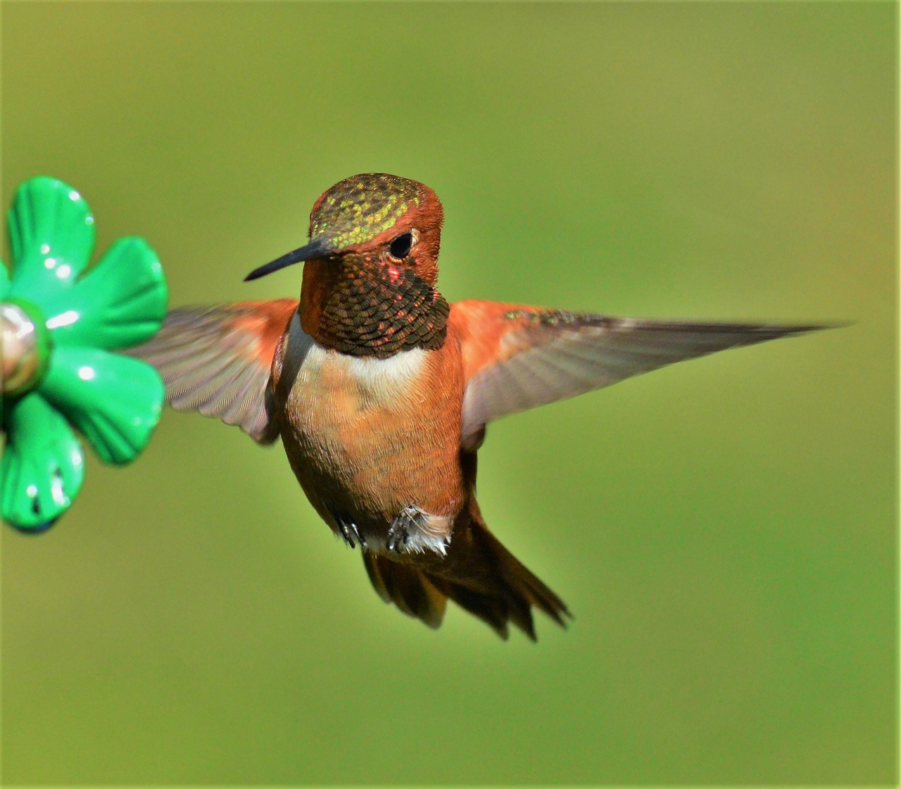 a hummingbird flying next to a green flower, by Roy Newell, red and orange colored, male with halo, front facing!!, detailed zoom photo