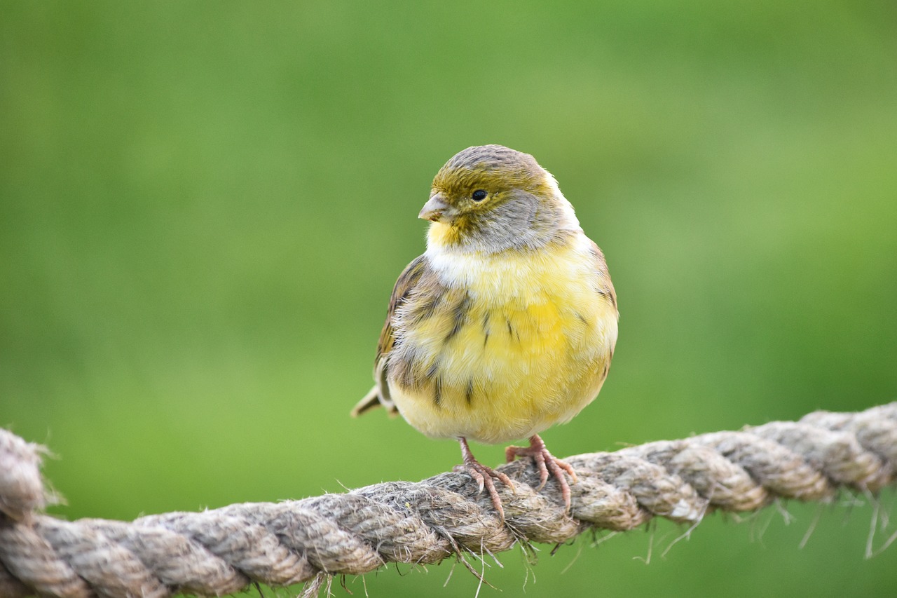 a small yellow bird perched on a rope, a portrait, by Peter Churcher, pixabay, figuration libre, fluffy green belly, sparrows, lone female, full body close-up shot