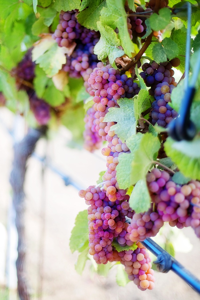 a bunch of grapes hanging from a vine, by Leonard Bahr, unsplash, fantastic realism, 🦩🪐🐞👩🏻🦳, pink and purple, beautiful details, new mexico