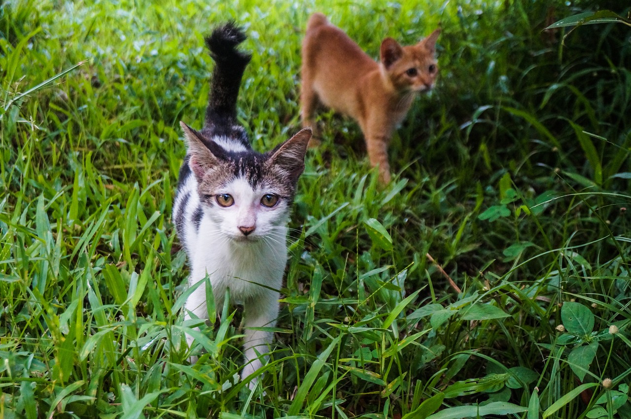 a couple of cats standing on top of a lush green field, a portrait, by Basuki Abdullah, flickr, walking towards camera, closeup photo, in a tropical forest, mid shot photo