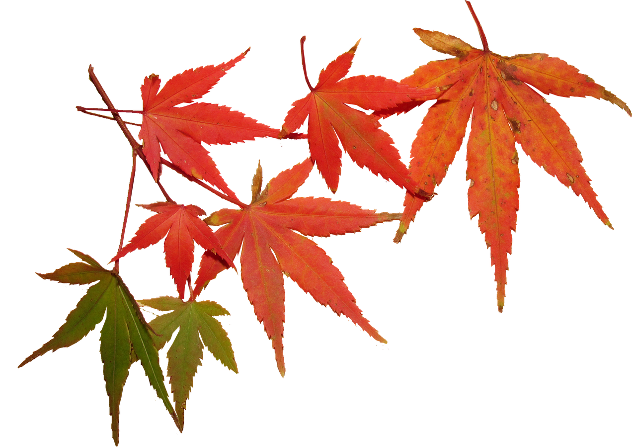 a couple of leaves that are on a branch, a photo, by Maeda Masao, shutterstock, sōsaku hanga, japanese maples, on black background, various posed, - h 1 0 2 4
