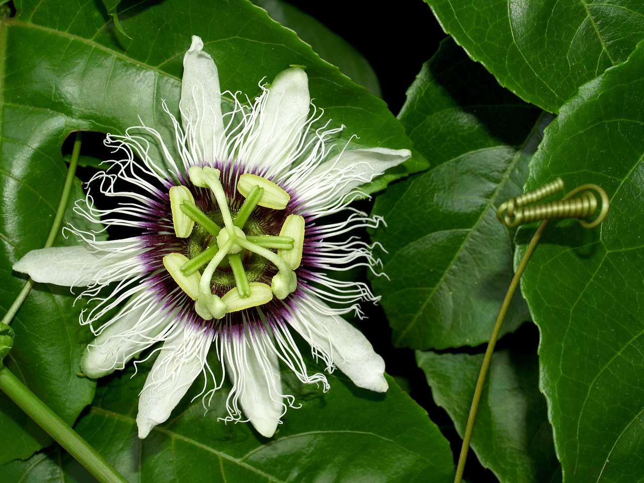 a close up of a flower on a plant, by Jim Nelson, hurufiyya, passion fruits, with a long white, jets, pepper