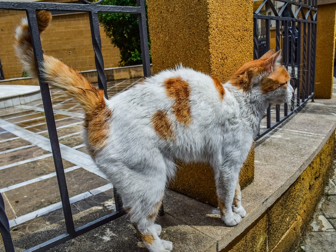 a cat that is standing on a ledge, by Zoran Mušič, oversized_hindquarters, patches of fur, cat dog hybrid, wet fur