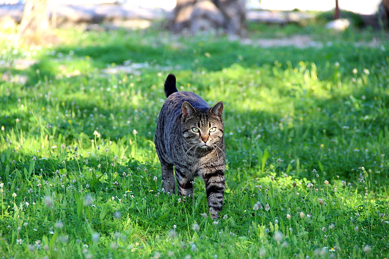 a cat walking across a lush green field, by Tom Carapic, flickr, armored cat, springtime morning, turkey, museum quality photo