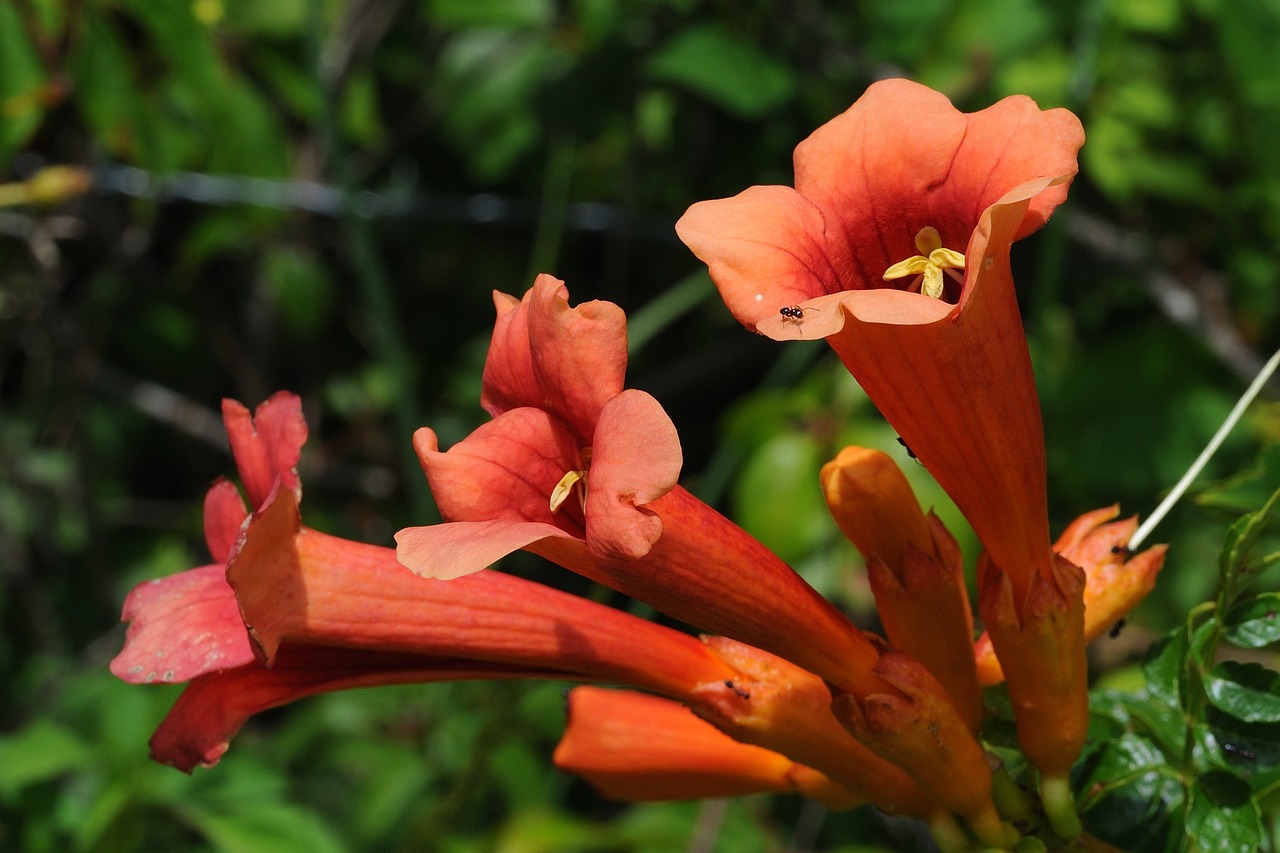 a close up of a plant with orange flowers, hurufiyya, joyous trumpets, reds, taken in the late 2010s, bahamas