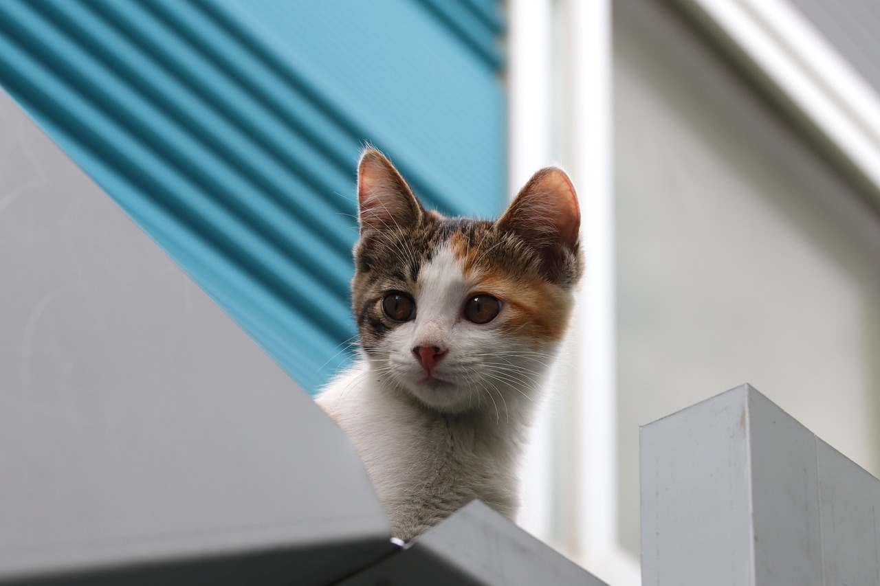 a close up of a cat on a ledge, shutterstock, dominant wihte and blue colours, cat tower, young cute face, in front of the house