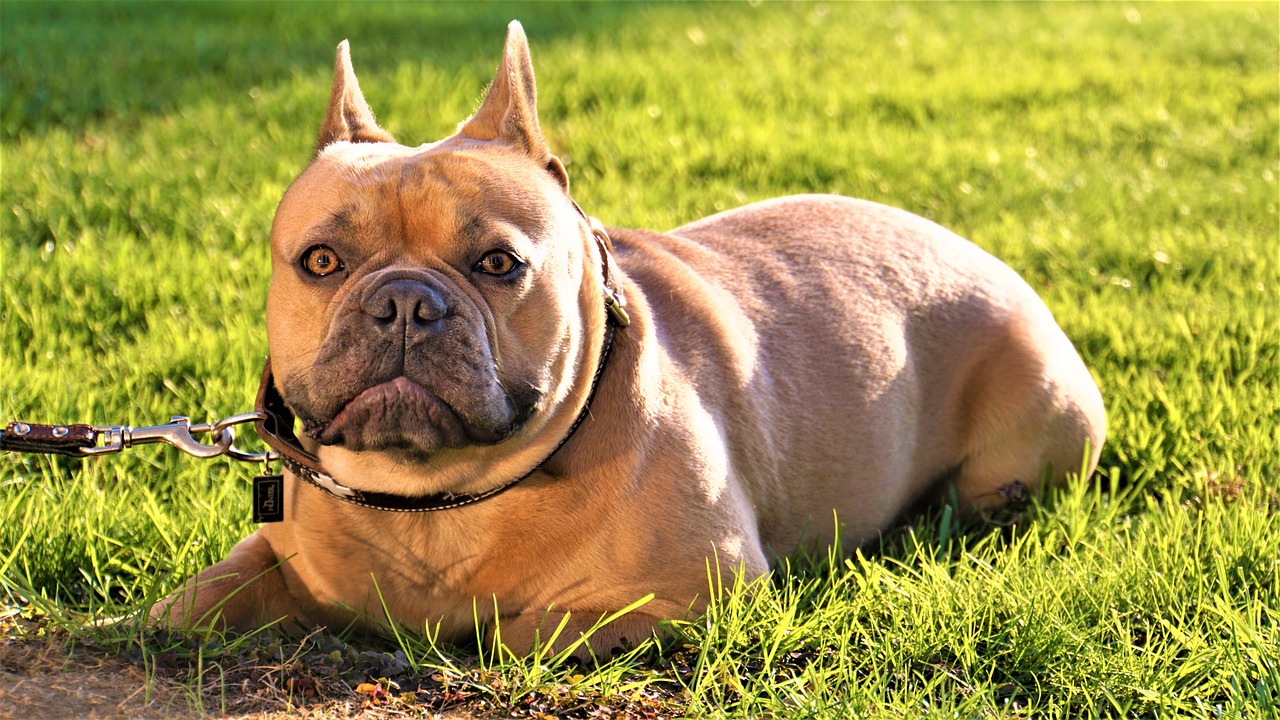a dog that is laying down in the grass, pixabay, renaissance, beefy, tanned skintone, double chin, body shot