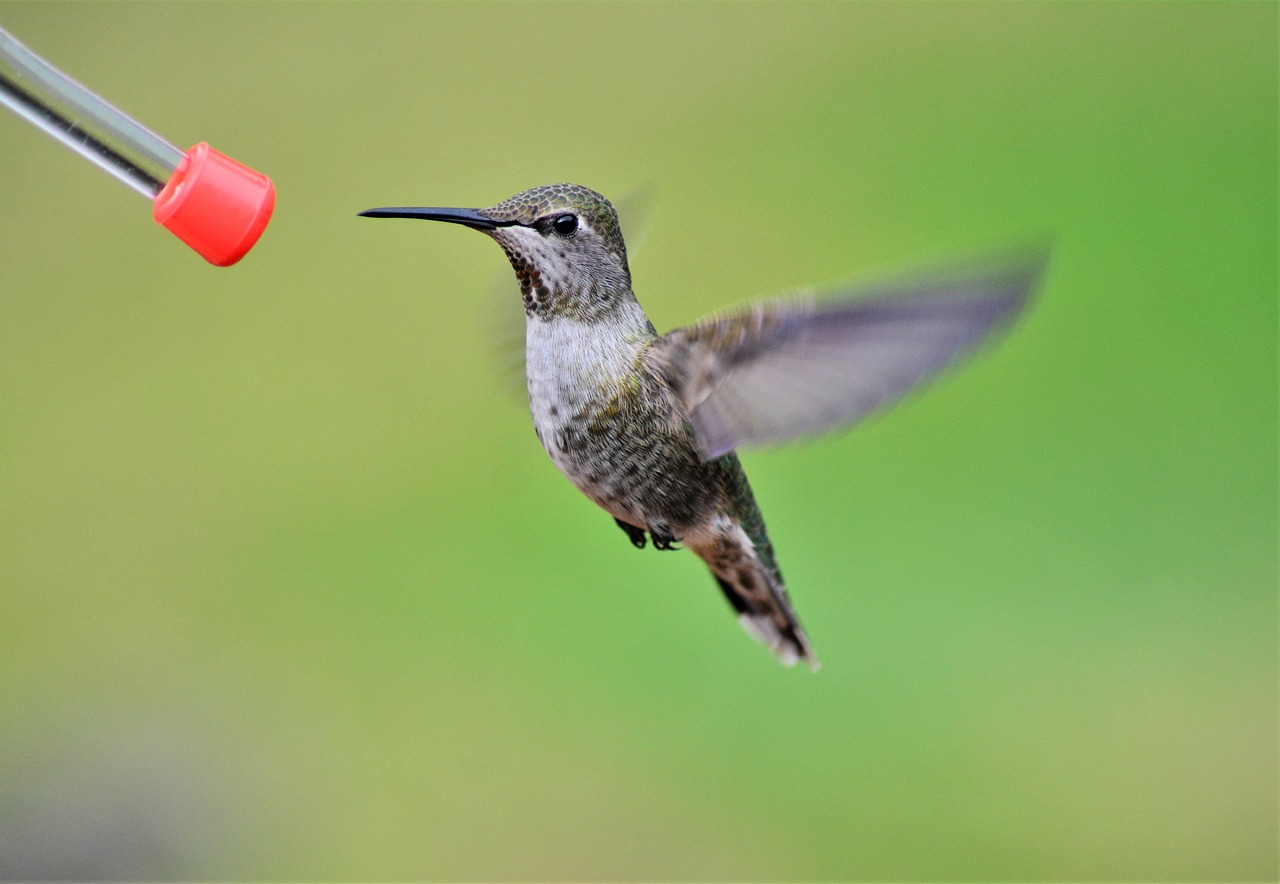 a hummingbird flying next to a bird feeder, a picture, by Jim Nelson, pexels, photograph credit: ap, !female, thin antennae, what a bumbler!