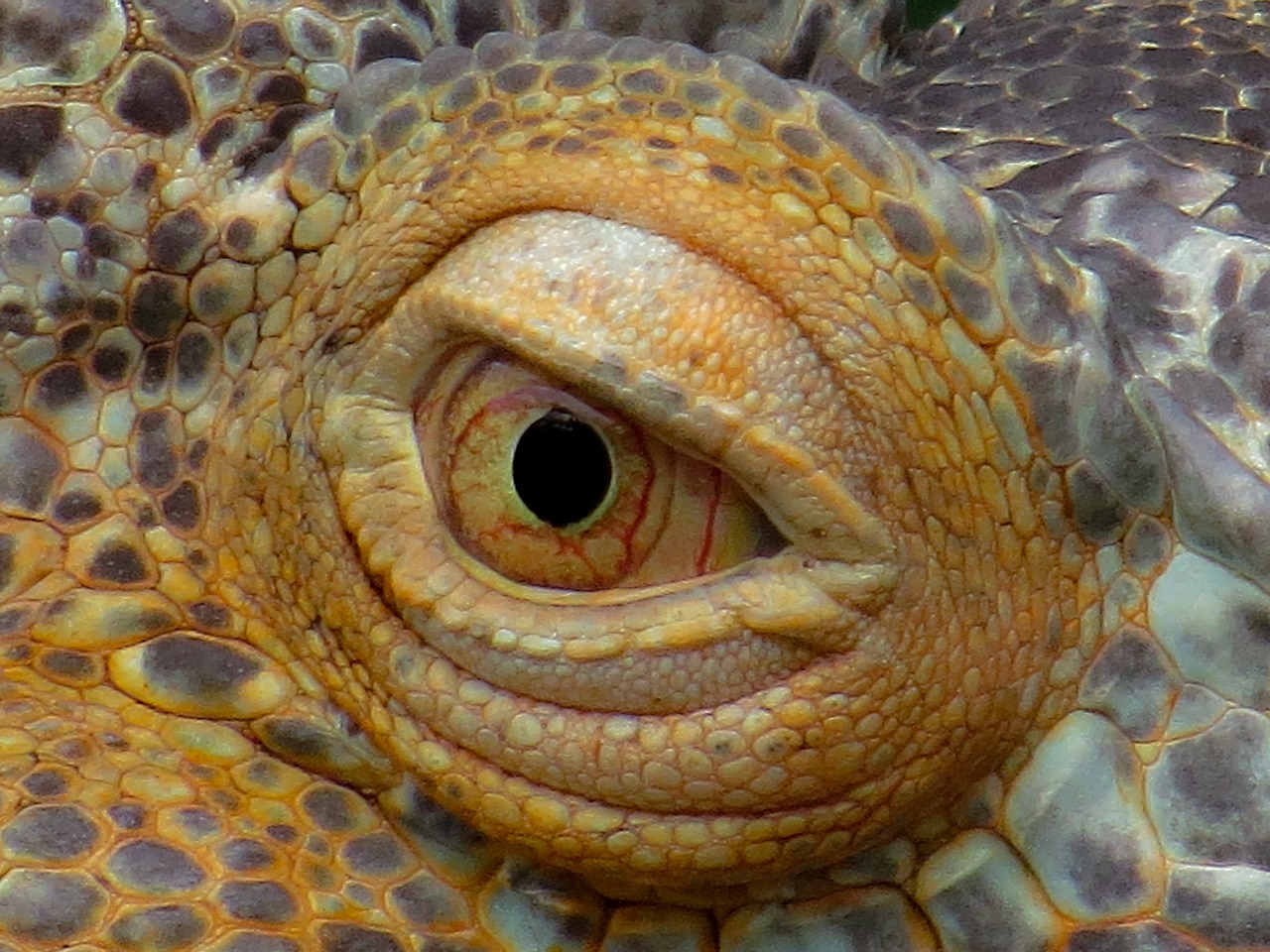 a close up of the eye of an iguana, by Robert Brackman, flickr, yellow - orange eyes, dragon skin, bird\'s eye view, giant eyeball