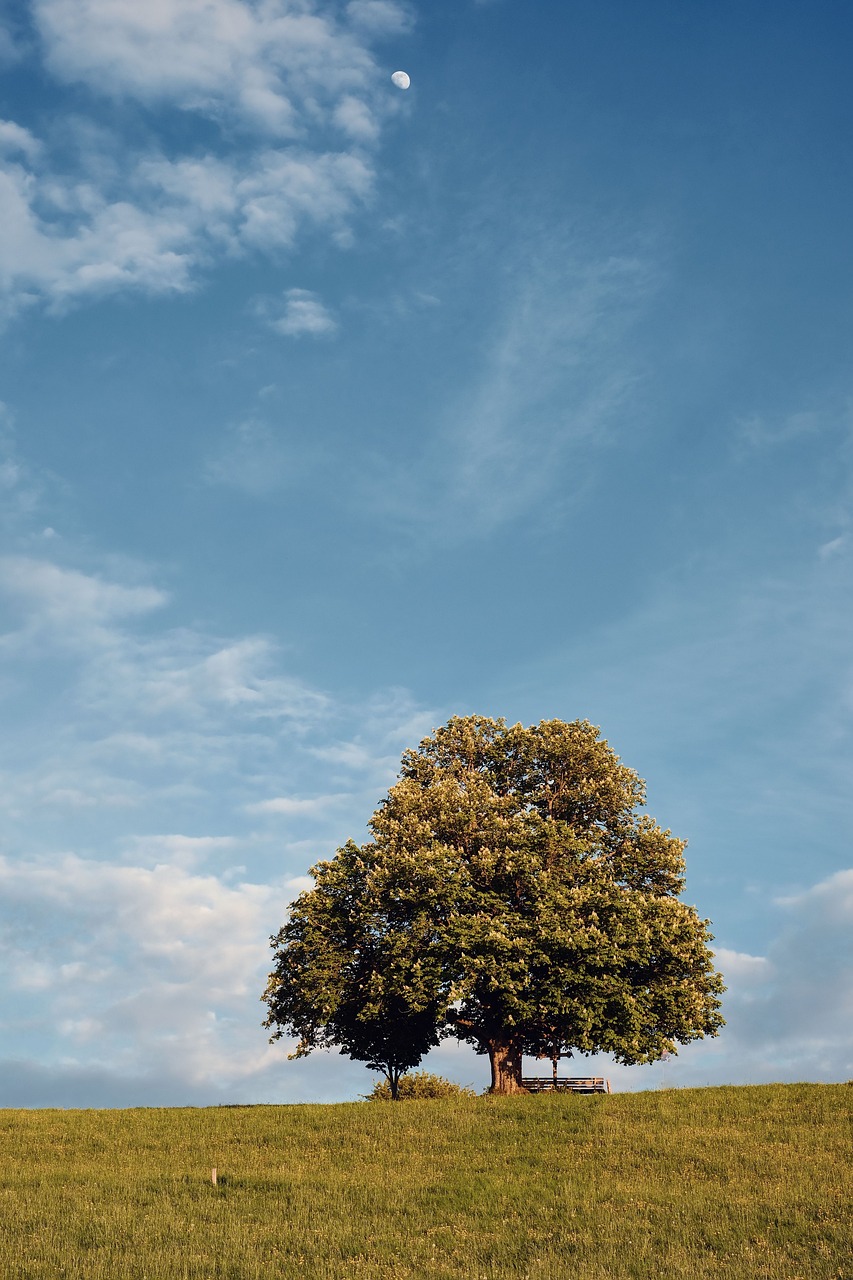 a lone tree sitting on top of a lush green field, a picture, minimalism, vertical wallpaper, late summer evening, flying trees and park items, light blue sky with clouds