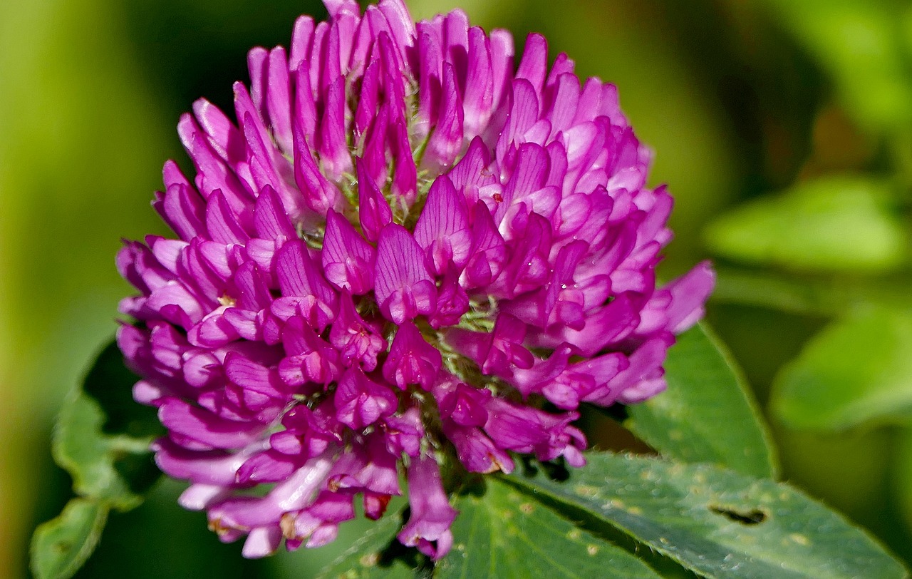a close up of a purple flower with green leaves, by Robert Brackman, flickr, hurufiyya, clover, pink petals, proteus vulgaris, coxcomb