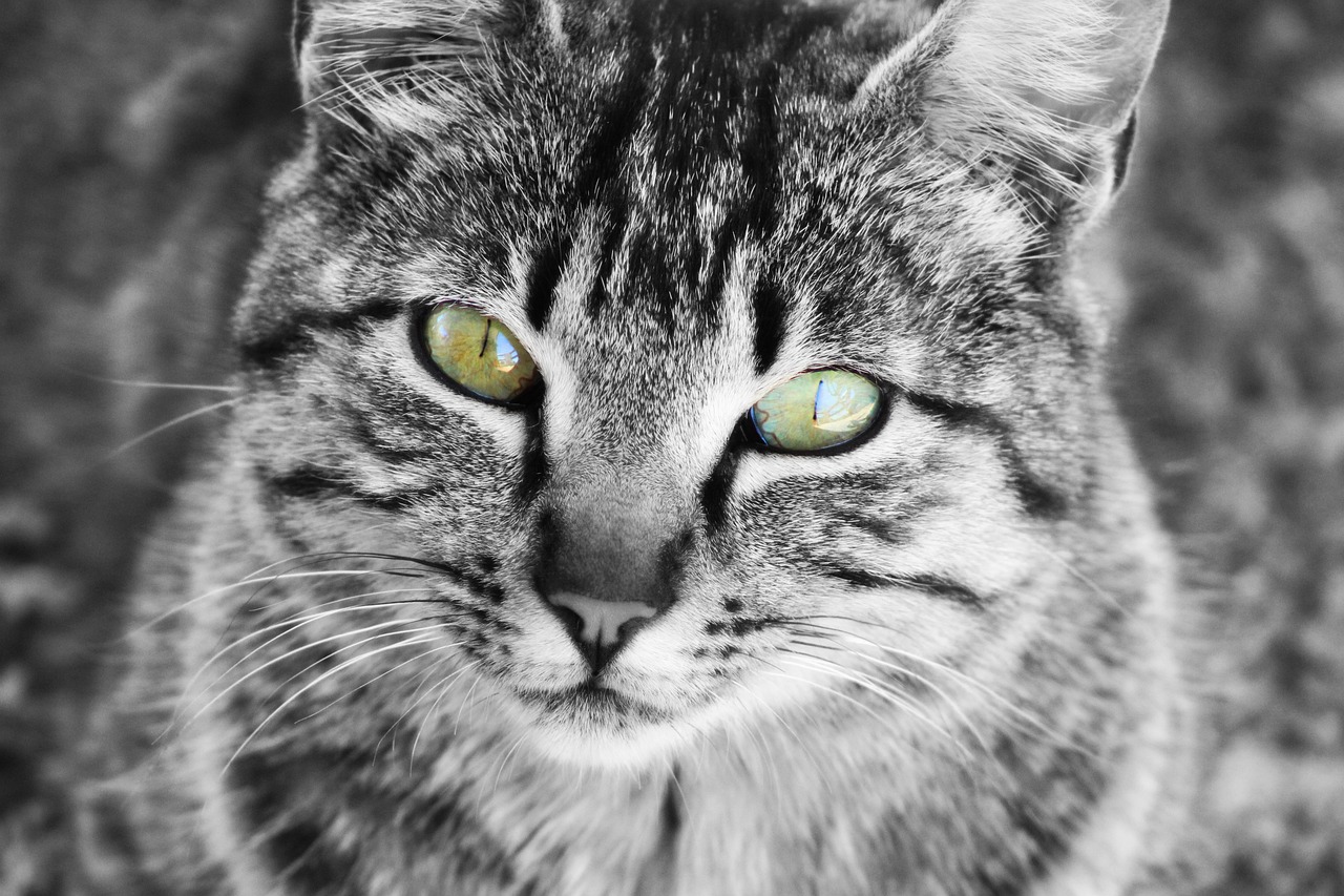 a black and white photo of a cat with green eyes, trending on pixabay, his eyes glowing yellow, complex and desaturated, high key detailed, microscopic cat