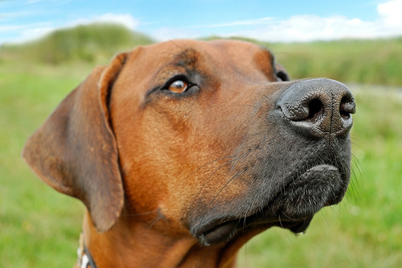 a brown dog standing on top of a lush green field, inspired by Elke Vogelsang, pixabay, photorealism, closeup 4k, square nose, close - up profile face, smooth in _ the background