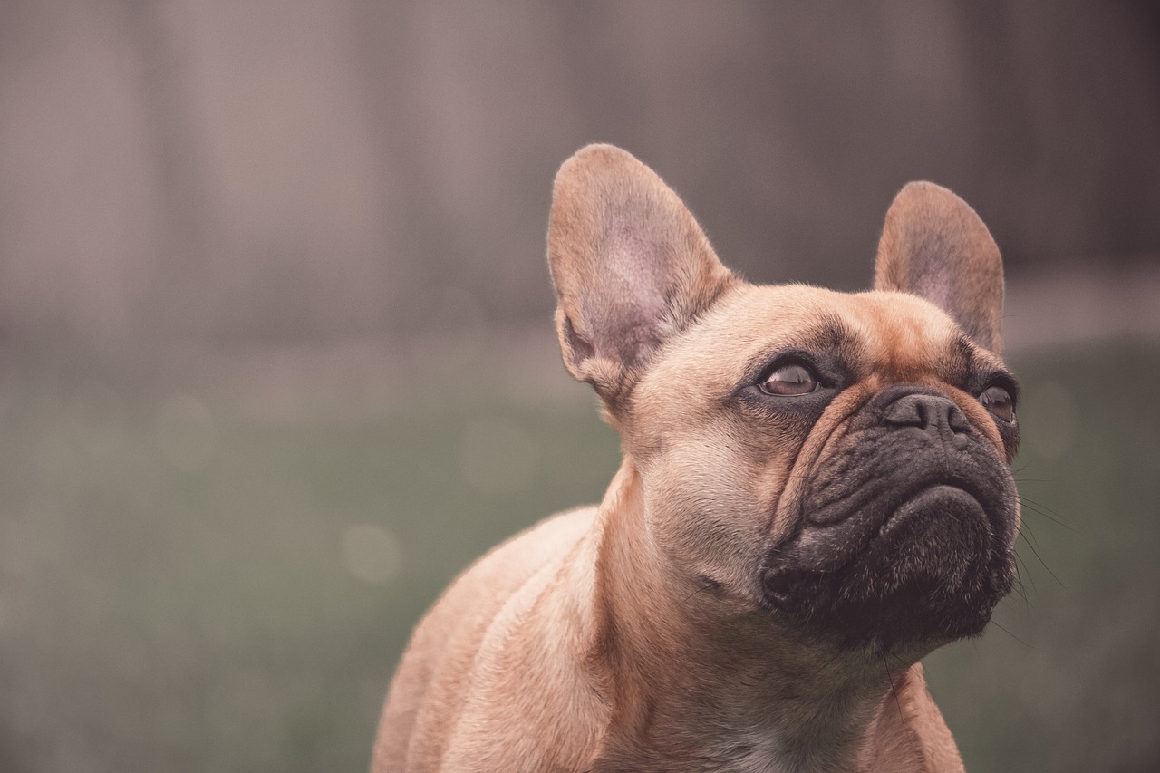 a brown dog standing on top of a lush green field, a portrait, by Adam Marczyński, shutterstock, french bulldog, fierce expression 4k, head looking up, sepia toned