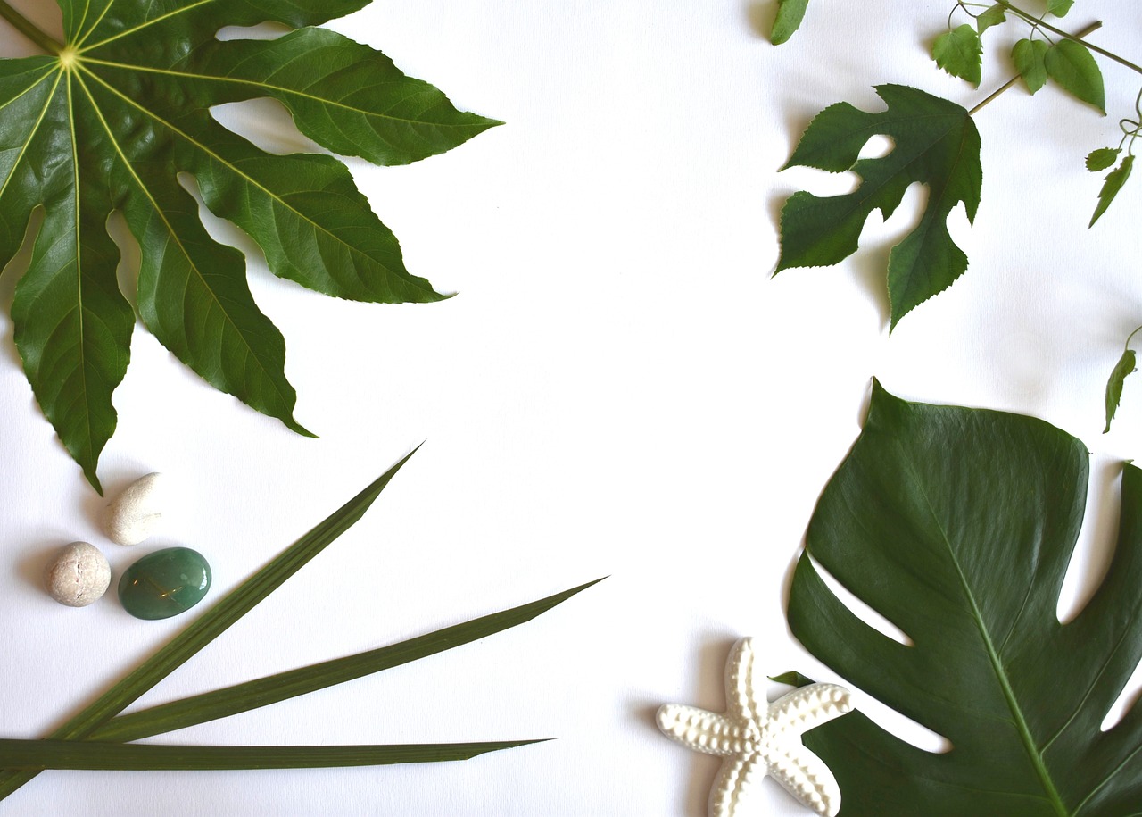 a white table topped with lots of green leaves, minimalism, tropical background, scattered props, abstract nature, white border and background