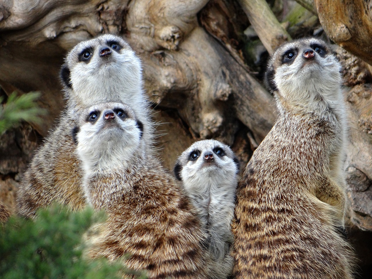 a group of meerkats standing next to each other, a portrait, pexels, sloth, avatar image, 4 eyes, 3 4 5 3 1