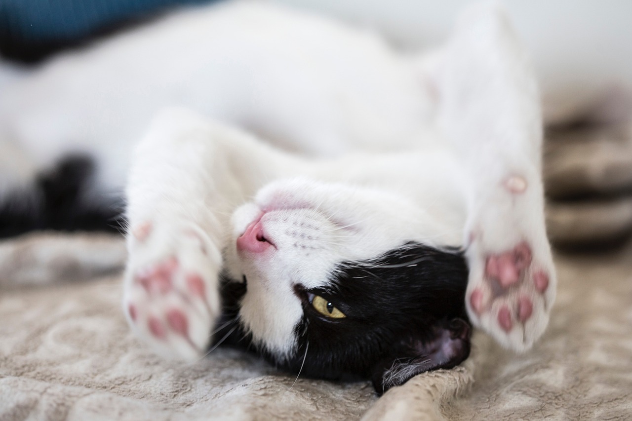 a black and white cat laying on top of a bed, shutterstock, pink nose, focus on his foot, arms stretched out, high res photo