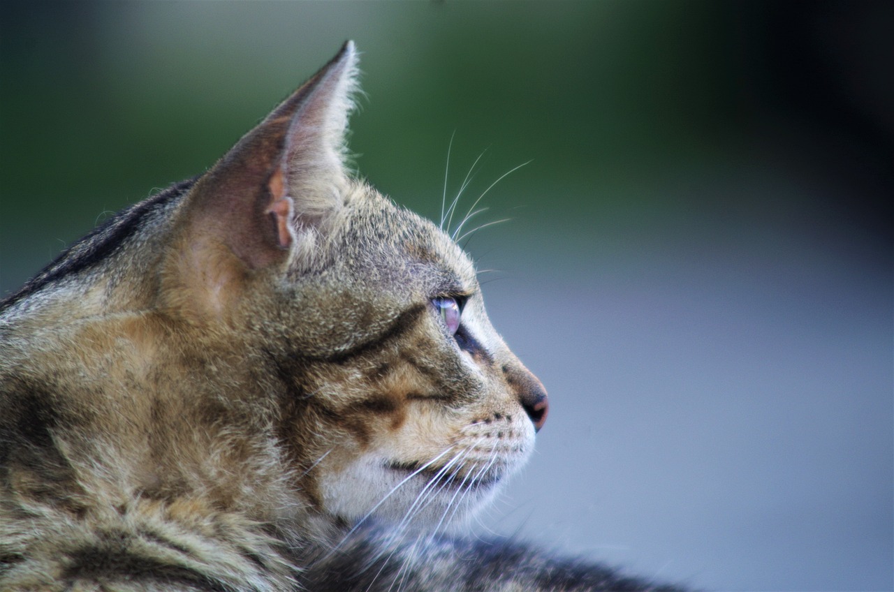 a close up of a cat with a blurry background, by Linda Sutton, flickr, head in profile, looking to the sky, markings on his face, digital photograph