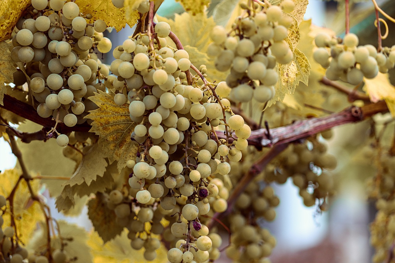 a bunch of grapes hanging from a vine, yellowed, intricate image, whites, hdr detail