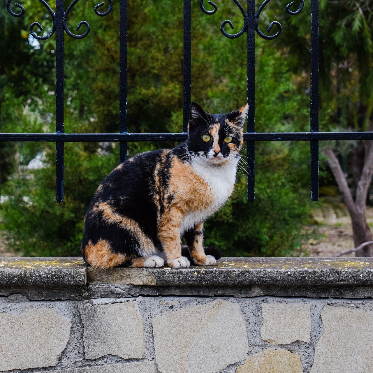a calico cat sitting on top of a stone wall, a portrait, shutterstock, standing astride a gate, high quality photos, fotografia, beautiful high resolution