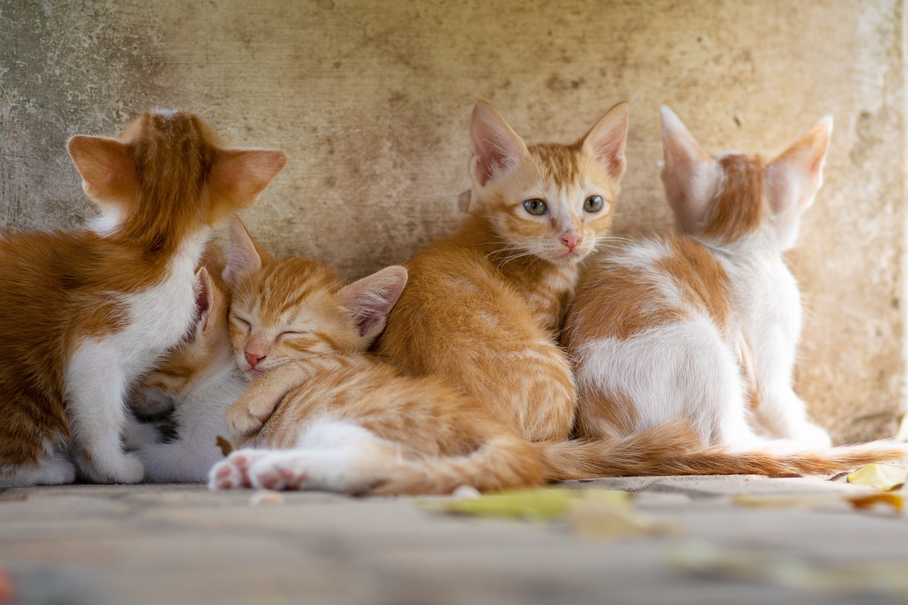 a group of kittens laying next to each other, a picture, by Nándor Katona, shutterstock, an indonesian family portrait, orange and white, wallpaper - 1 0 2 4, stock photo