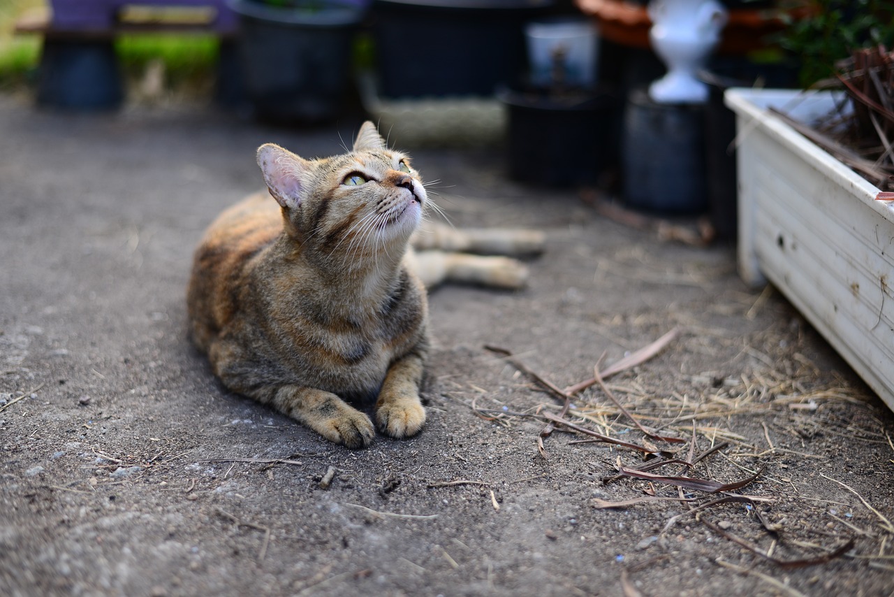 a cat that is laying down on the ground, by Maeda Masao, unsplash, kneeling and looking up, in the yard, small ears, she has a distant expression