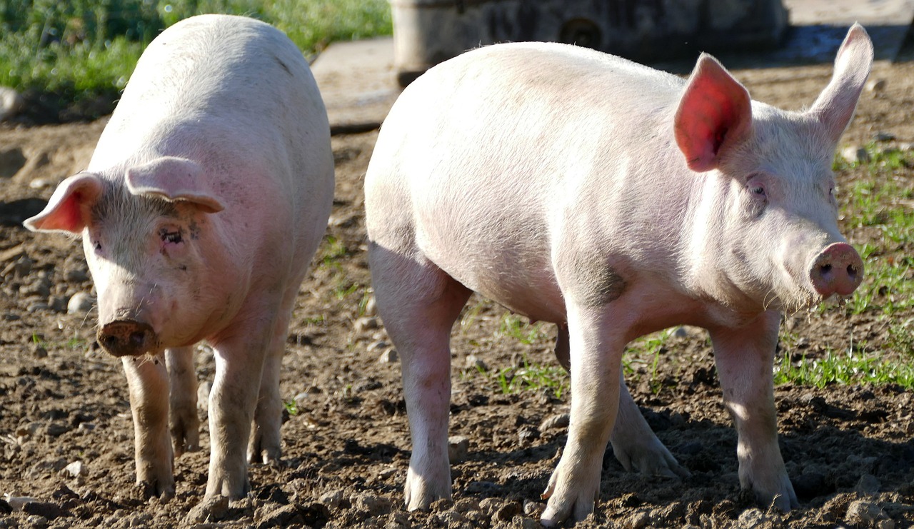a couple of pigs that are standing in the dirt, 15081959 21121991 01012000 4k, shiny crisp finish, albino, pitt