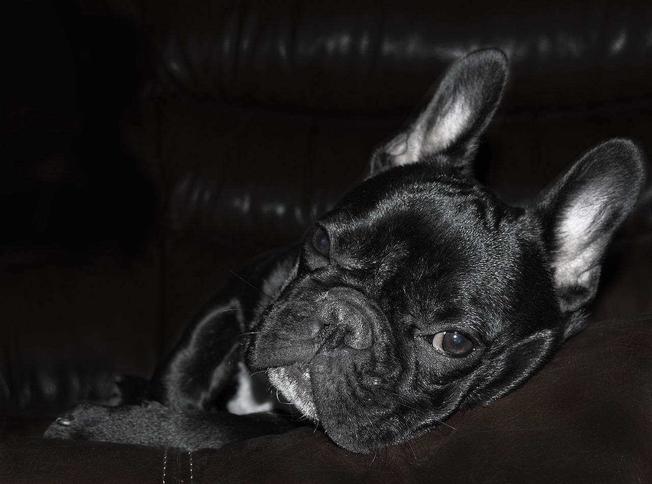 a close up of a dog laying on a couch, by Leo Michelson, pexels, photorealism, french bulldog, black on black, deep colour\'s, boyish face