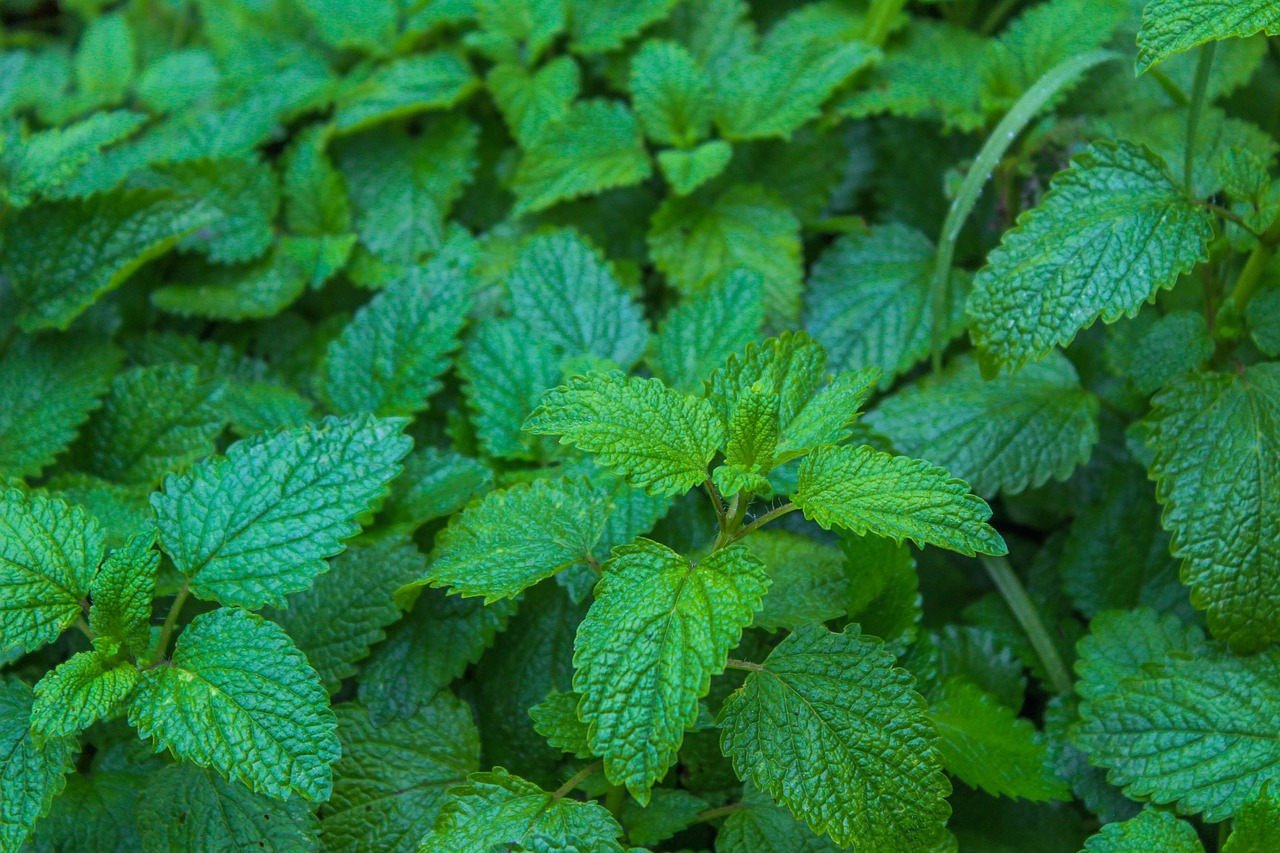 a close up of a bunch of green leaves, shutterstock, hurufiyya, peppermint motif, stock photo, high quality product image”