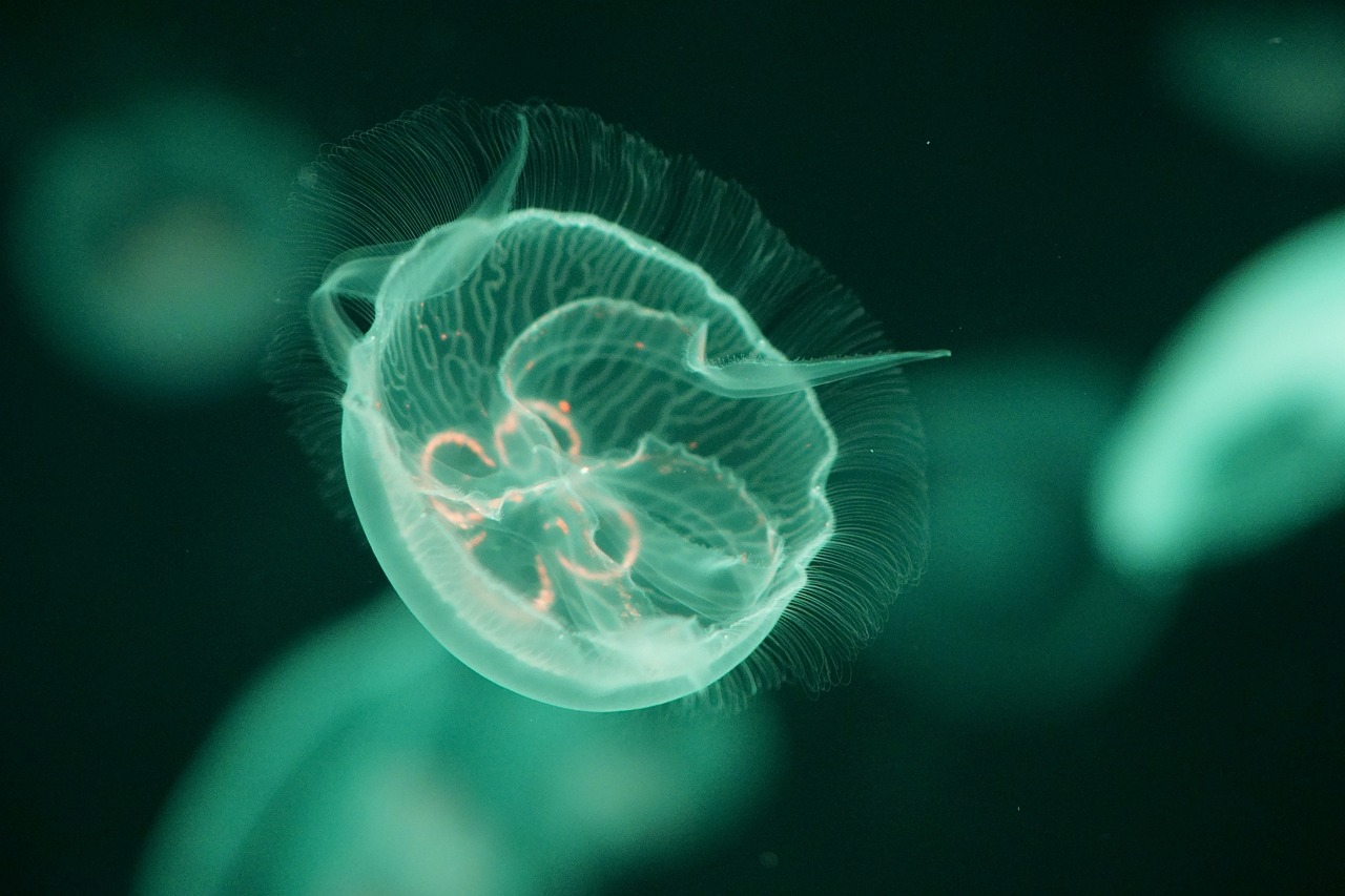 a group of jellyfish swimming in an aquarium, a microscopic photo, flickr, hurufiyya, fluffy green belly, glowing delicate flower, gelatinous symmetrical, national geographic photo”