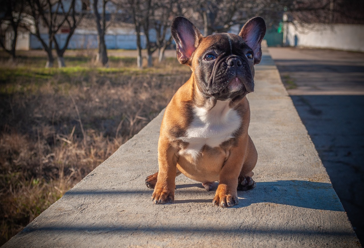 a brown and white dog sitting on a sidewalk, a portrait, by Niko Henrichon, shutterstock, french bulldog, post processed 4k, on a bridge, bronze!! (eos 5ds r