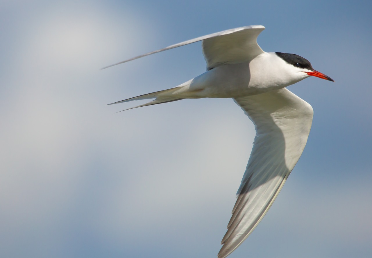 a close up of a bird flying in the sky, by Jan Rustem, flickr, sleek spines, gulf, charlize, theron