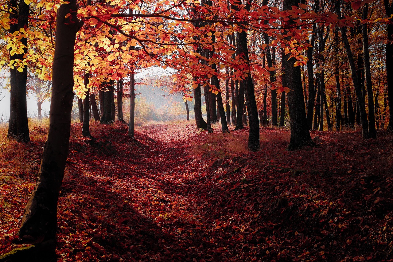 a forest filled with lots of red and yellow leaves, a photo, by Eugeniusz Zak, shutterstock, beautiful dark forest landscape, great light and shadows”, prize winning color photo, a beautiful pathway in a forest